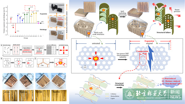 20240601材料学院科研团队在竹材膨化及多孔结构调控领域取得新进展.jpg