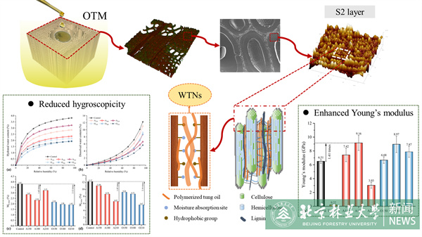 20240531材料学院科研团队在木材细胞壁阻湿、增强改性领域取得新进展.jpg